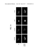 PRODUCTS AND PROCESSES FOR MODULATING PEPTIDE-PEPTIDE BINDING DOMAIN INTERACTIONS diagram and image