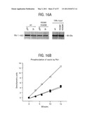 PRODUCTS AND PROCESSES FOR MODULATING PEPTIDE-PEPTIDE BINDING DOMAIN INTERACTIONS diagram and image