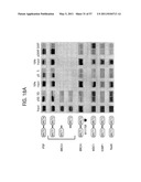 PRODUCTS AND PROCESSES FOR MODULATING PEPTIDE-PEPTIDE BINDING DOMAIN INTERACTIONS diagram and image