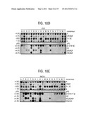 PRODUCTS AND PROCESSES FOR MODULATING PEPTIDE-PEPTIDE BINDING DOMAIN INTERACTIONS diagram and image