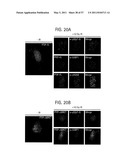 PRODUCTS AND PROCESSES FOR MODULATING PEPTIDE-PEPTIDE BINDING DOMAIN INTERACTIONS diagram and image