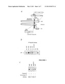 CYTOTOXIC PEPTIDES AND PEPTIDOMIMETICS BASED THEREON, AND METHODS FOR USE THEREOF diagram and image