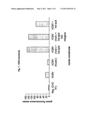 METHOD OF EXPRESSING RECOMBINANT PROTEIN IN CHO CELLS diagram and image