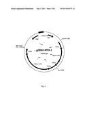 PROCESS FOR THE PRODUCTION OF A DICARBOXYLIC ACID diagram and image