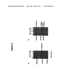 METHODS AND COMPOSITIONS FOR CELL-CYCLE REGULATION diagram and image