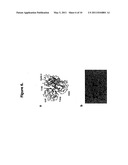 METHODS AND COMPOSITIONS FOR CELL-CYCLE REGULATION diagram and image