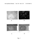 CONJUGATED NANOPARTICLES AND THEIR USE IN DETECTION OF LATENT FINGERPRINTS diagram and image