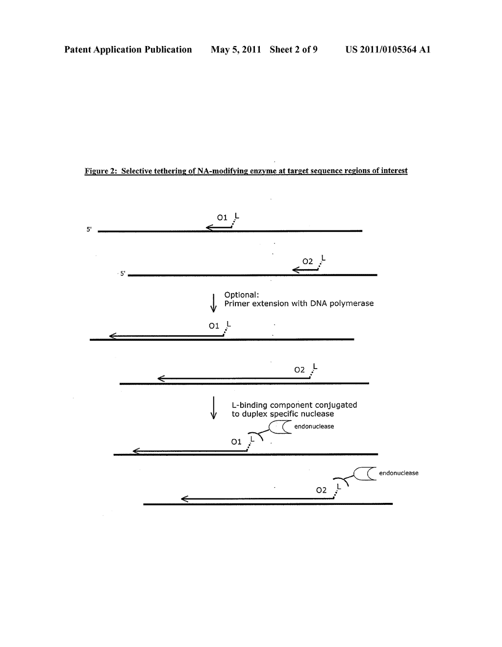 COMPOSITIONS AND METHODS FOR TARGETED NUCLEIC ACID SEQUENCE SELECTION AND AMPLIFICATION - diagram, schematic, and image 03