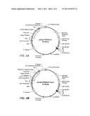 Enhanced Amylase Production by N-Terminal Addition to Mature Amylase Protein diagram and image