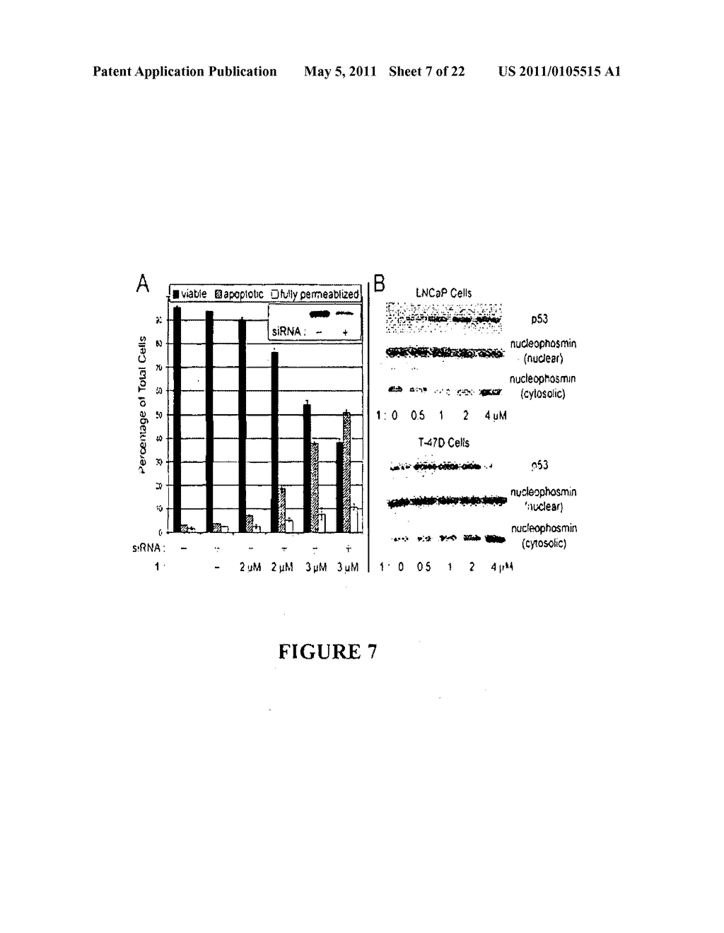 TARGETING THE ONCOPROTEIN NUCLEOPHOSMIN - diagram, schematic, and image 08