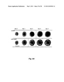 WATER SOLUBLE SMALL MOLECULE INHIBITORS OF THE CYSTIC FIBROSIS TRANSMEMBRANE CONDUCTANCE REGULATOR diagram and image