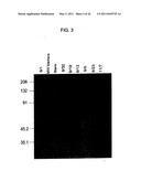 BINDING DOMAIN-IMMUNOGLOBULIN FUSION PROTEINS diagram and image