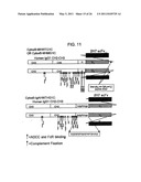 BINDING DOMAIN-IMMUNOGLOBULIN FUSION PROTEINS diagram and image