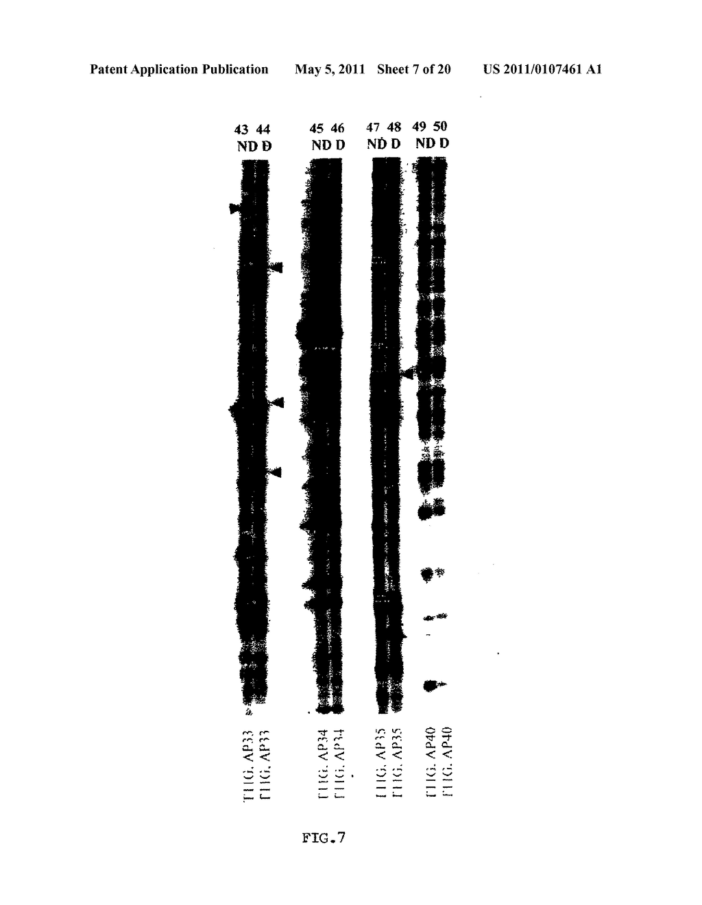 CLONING OF NOVEL GENE SEQUENCES EXPRESSED AND REPRESSED DURING WINTER DORMANCY IN THE APICAL BUDS OF TEA - diagram, schematic, and image 08