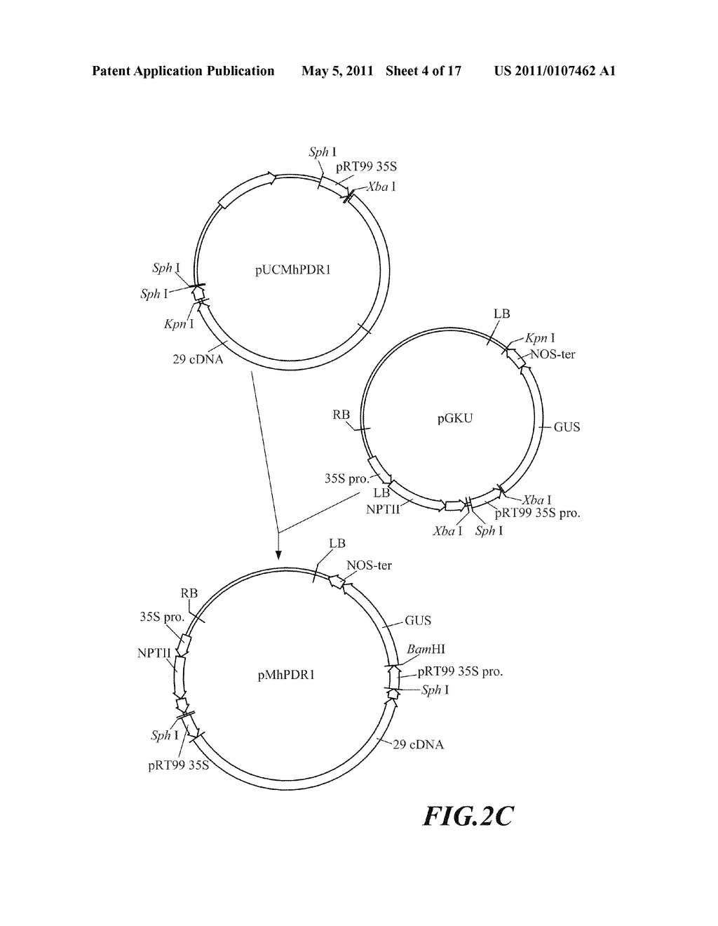 GENES FOR PROMOTING PLANT GROWTH AND USE THEREOF - diagram, schematic, and image 05