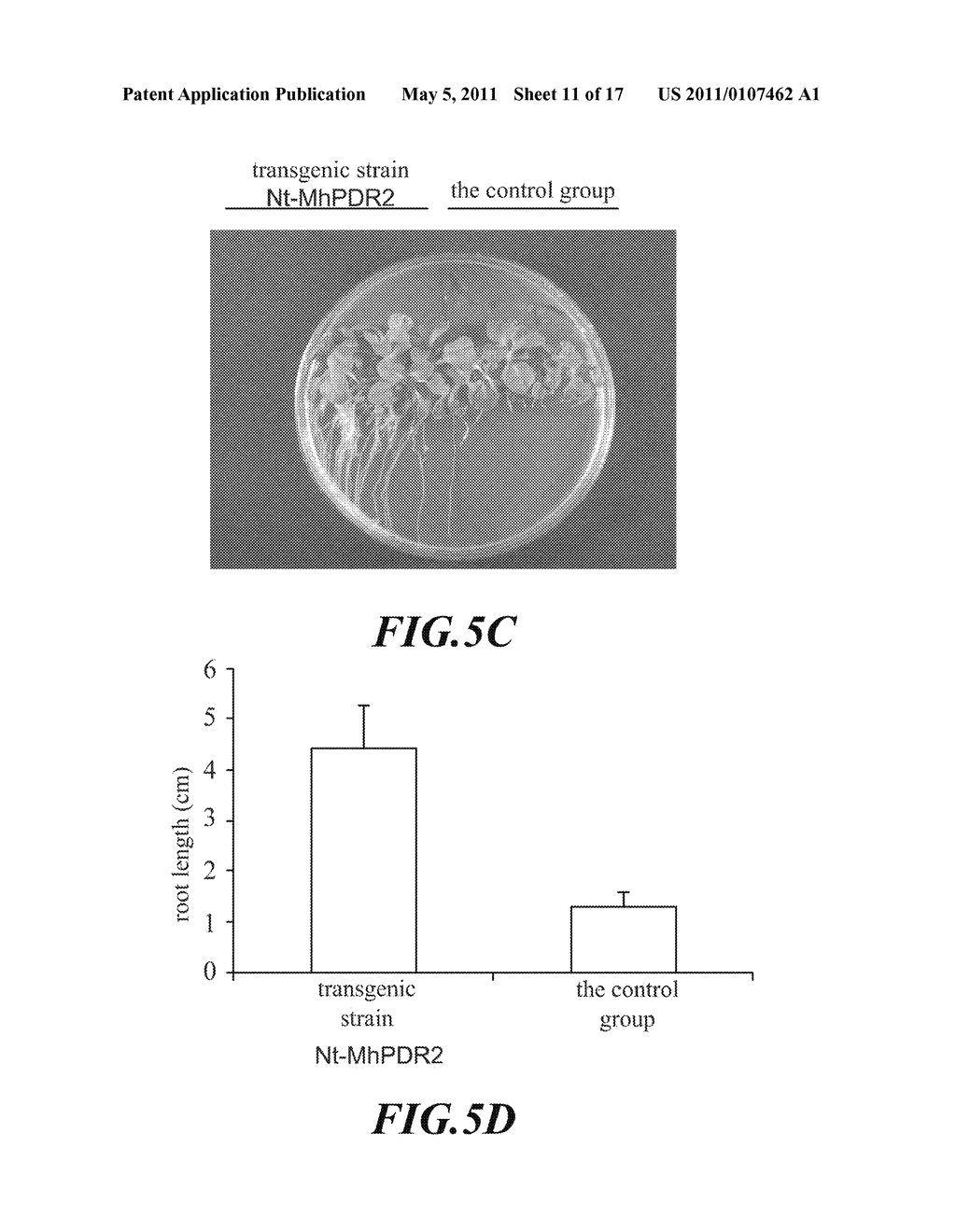 GENES FOR PROMOTING PLANT GROWTH AND USE THEREOF - diagram, schematic, and image 12