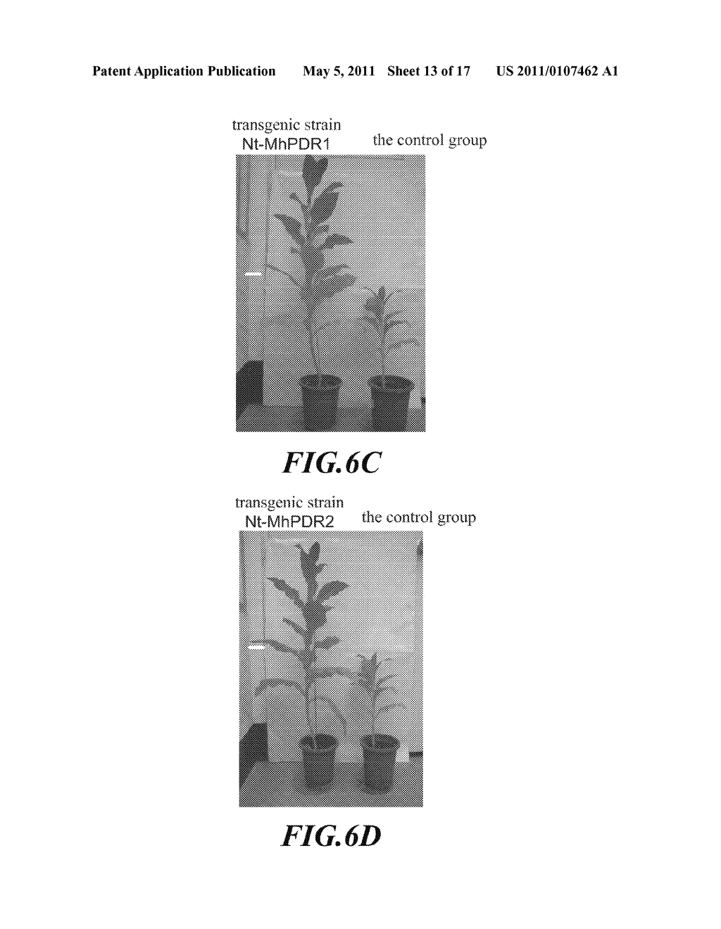 GENES FOR PROMOTING PLANT GROWTH AND USE THEREOF - diagram, schematic, and image 14