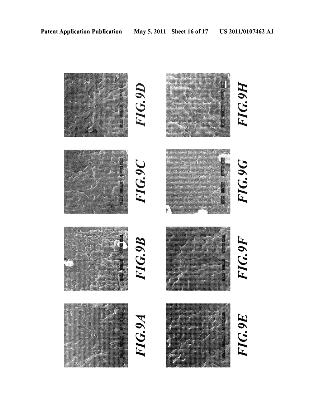 GENES FOR PROMOTING PLANT GROWTH AND USE THEREOF - diagram, schematic, and image 17