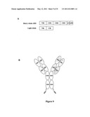 Multivalent Immunoglobulin-Based Bioactive Assemblies diagram and image