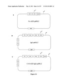 Multivalent Immunoglobulin-Based Bioactive Assemblies diagram and image