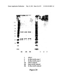 Multivalent Immunoglobulin-Based Bioactive Assemblies diagram and image