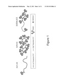 Elastin-like polypeptide and gadolinium conjugate for magnetic resonance imaging diagram and image