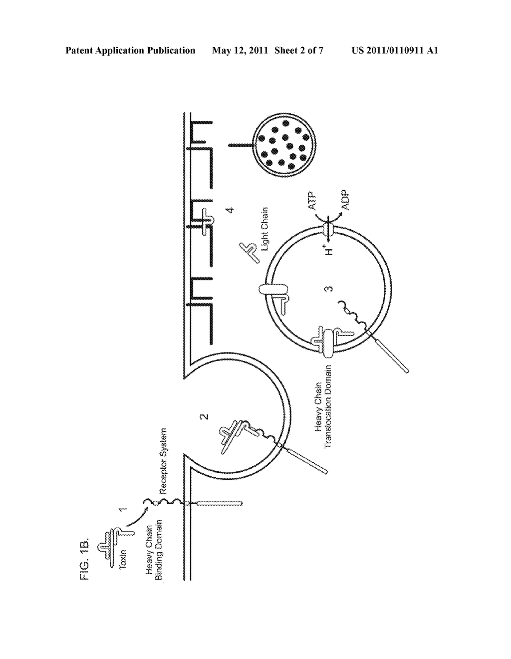 Methods of Treating Cancer Using Tachykinin Retargeted Endopepidases - diagram, schematic, and image 03