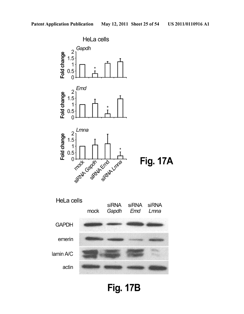 METHODS FOR TREATING AND/OR PREVENTING CARDIOMYOPATHIES BY ERK OR JNK INHIBITION - diagram, schematic, and image 26