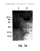 Human Aminoacyl-tRNA Synthetase Polypeptides Useful For The Regulation of Angiogenesis diagram and image