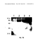 Human Aminoacyl-tRNA Synthetase Polypeptides Useful For The Regulation of Angiogenesis diagram and image