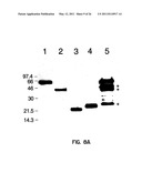 Human Aminoacyl-tRNA Synthetase Polypeptides Useful For The Regulation of Angiogenesis diagram and image