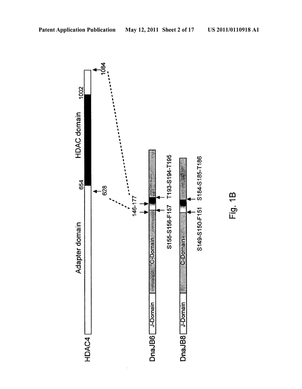 ROLE OF (DE)ACETYLATION IN COUNTERACTING PROTEIN AGGREGATION - diagram, schematic, and image 03