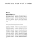 Immunoglobulin Fusion Proteins and Methods of Making diagram and image