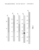 Immunoglobulin Fusion Proteins and Methods of Making diagram and image