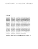 Immunoglobulin Fusion Proteins and Methods of Making diagram and image