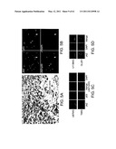 COMPOSITIONS AND METHODS FOR THE TREATMENT OF NEOPLASIA diagram and image