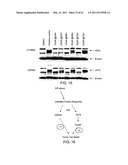 COMPOSITIONS AND METHODS FOR THE TREATMENT OF NEOPLASIA diagram and image