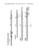 NOVEL IMMUNOGENIC PROTEINS OF LEPTOSPIRA diagram and image