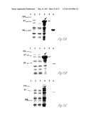 NOVEL IMMUNOGENIC PROTEINS OF LEPTOSPIRA diagram and image