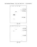 NOVEL IMMUNOGENIC PROTEINS OF LEPTOSPIRA diagram and image