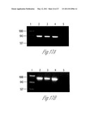 NOVEL IMMUNOGENIC PROTEINS OF LEPTOSPIRA diagram and image