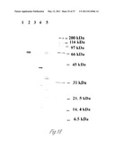 NOVEL IMMUNOGENIC PROTEINS OF LEPTOSPIRA diagram and image