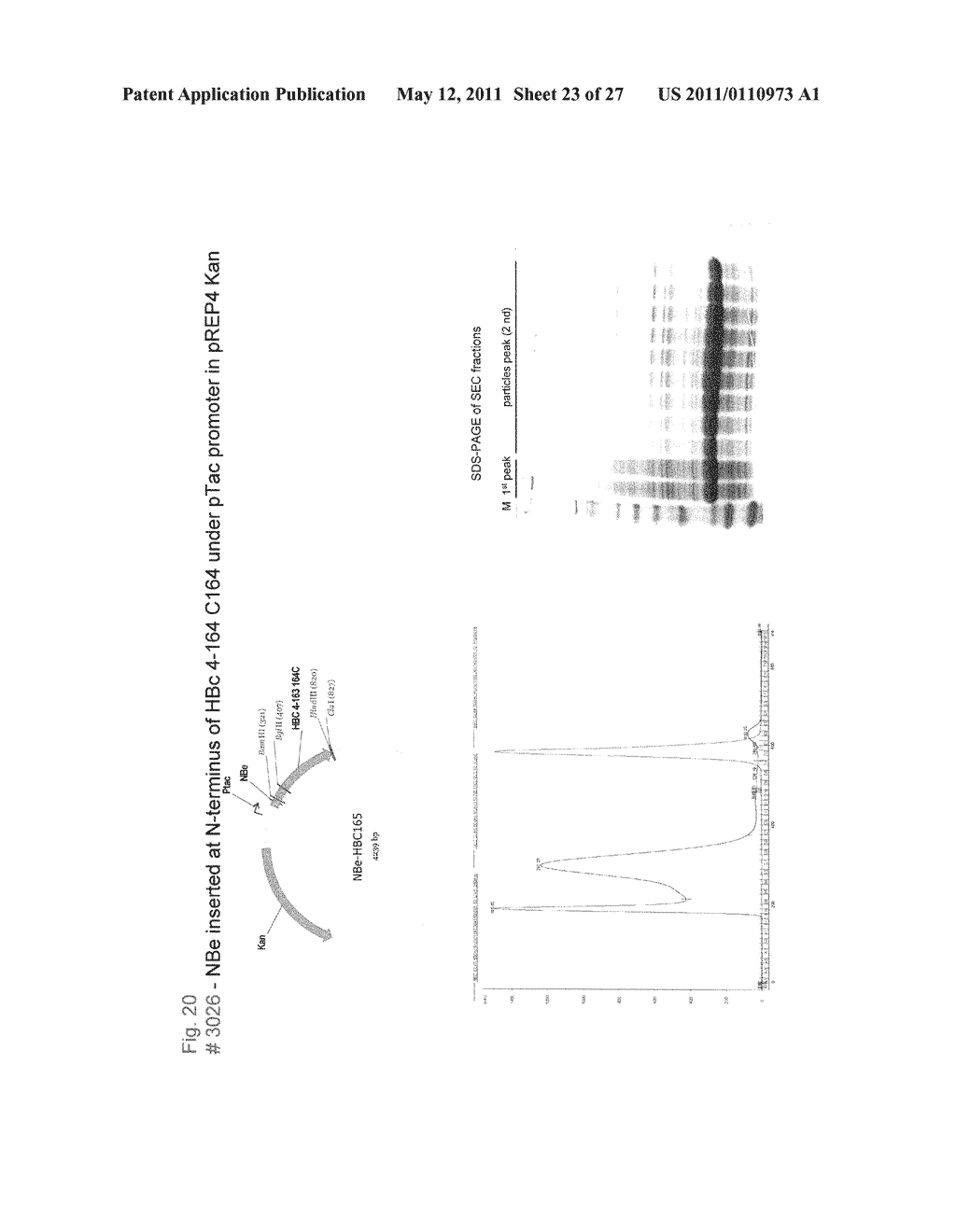 Influenza B Vaccines - diagram, schematic, and image 24