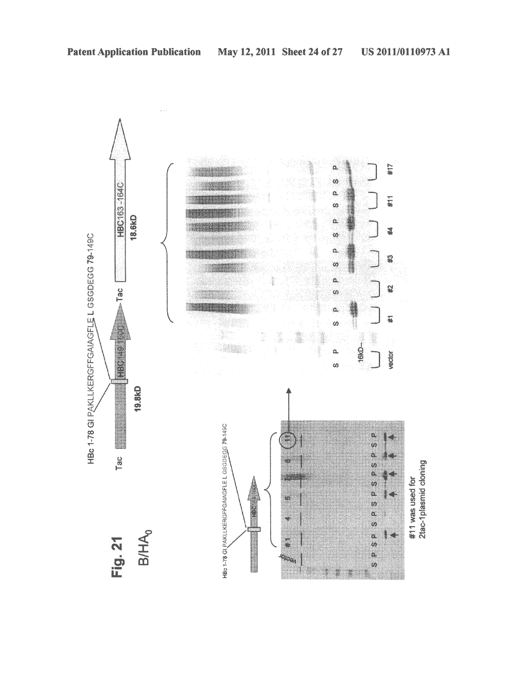 Influenza B Vaccines - diagram, schematic, and image 25