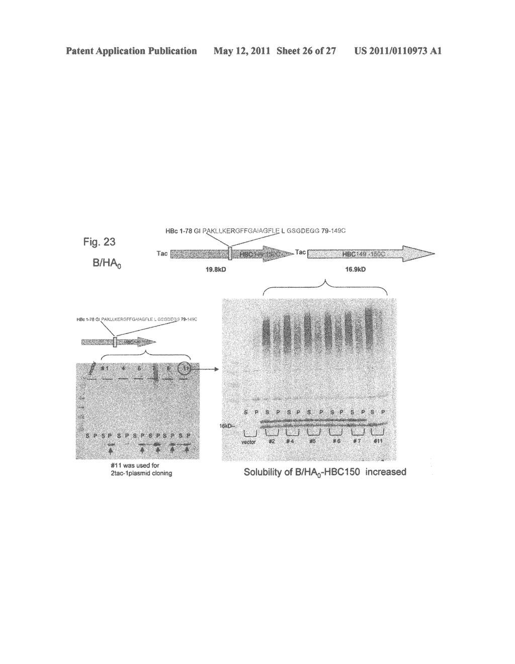 Influenza B Vaccines - diagram, schematic, and image 27