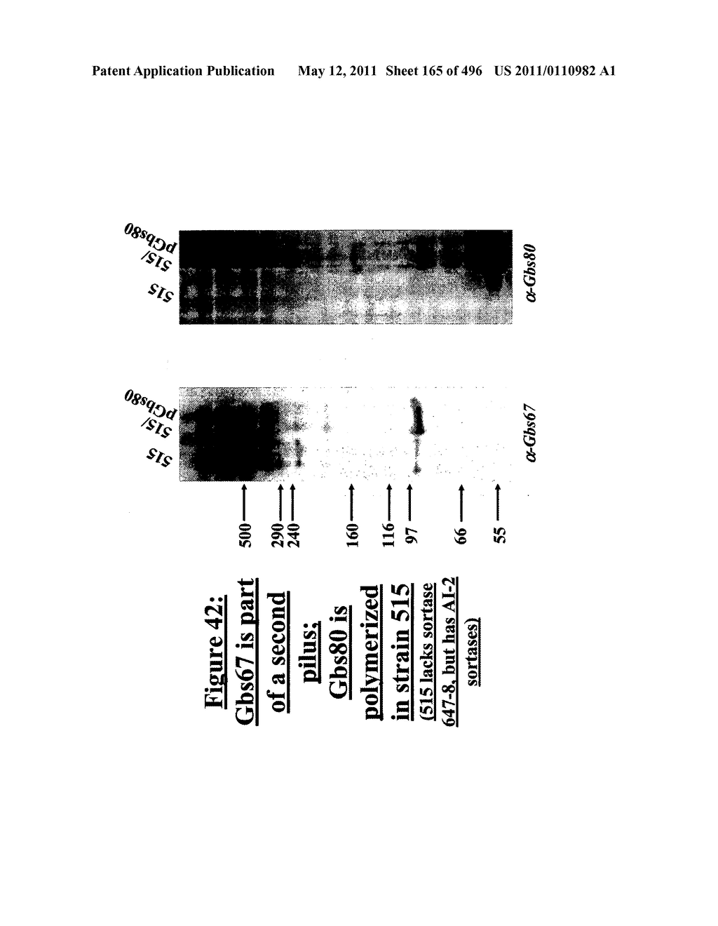 IMMUNOGENIC COMPOSITIONS FOR GRAM POSITIVE BACTERIA SUCH AS STREPTOCOCCUS AGALACTIAE - diagram, schematic, and image 166