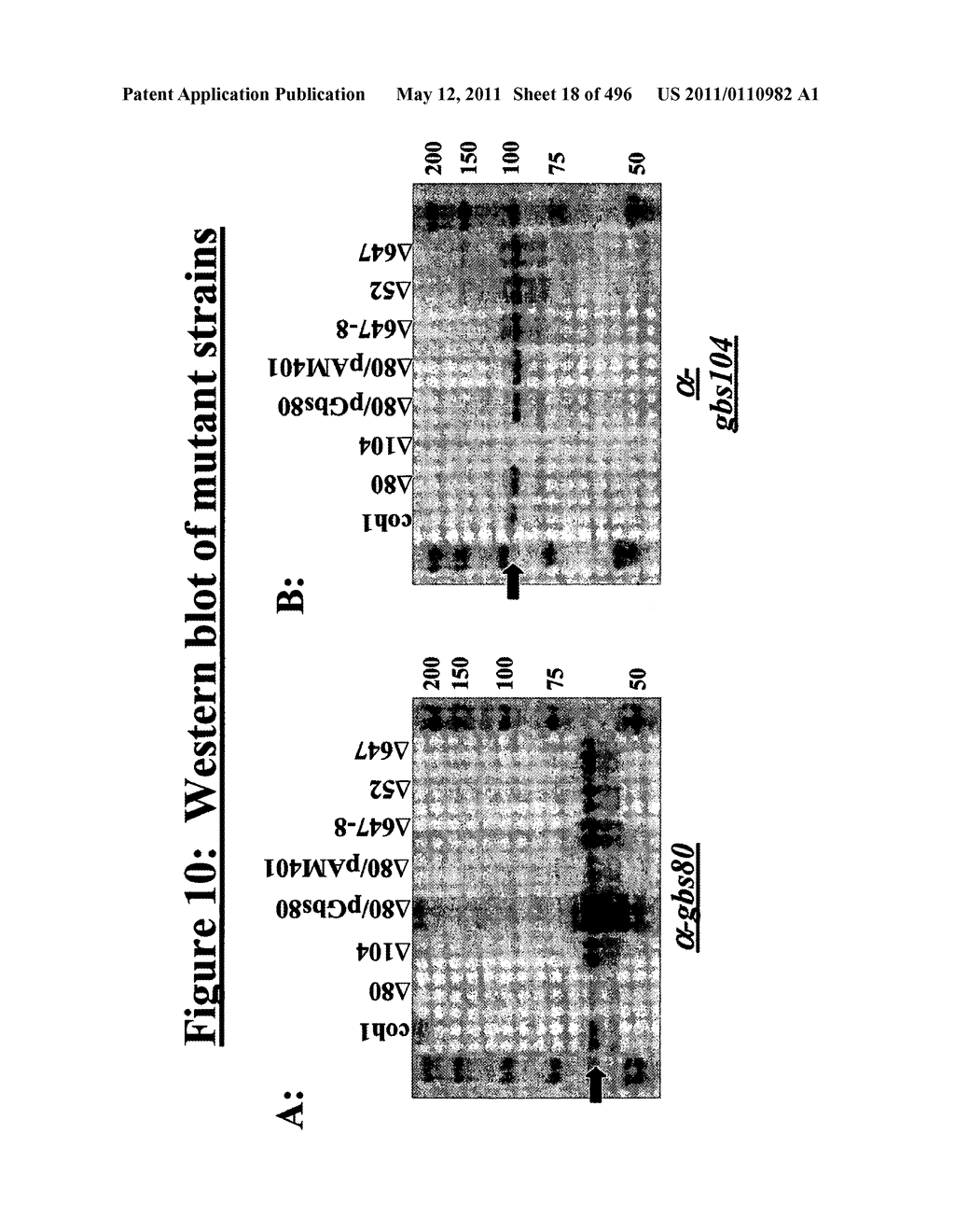 IMMUNOGENIC COMPOSITIONS FOR GRAM POSITIVE BACTERIA SUCH AS STREPTOCOCCUS AGALACTIAE - diagram, schematic, and image 19