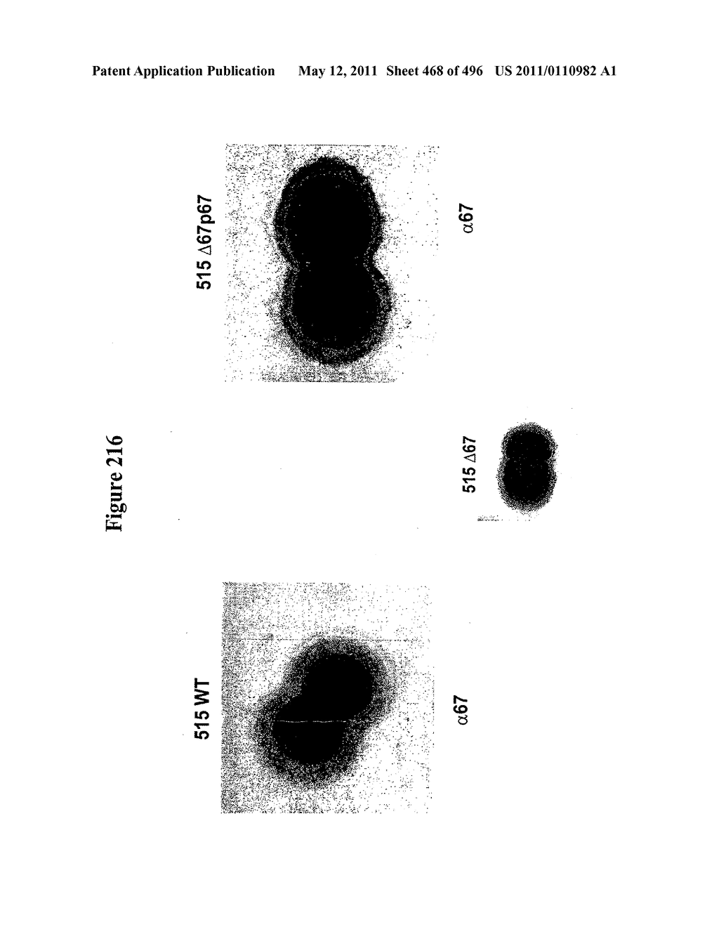 IMMUNOGENIC COMPOSITIONS FOR GRAM POSITIVE BACTERIA SUCH AS STREPTOCOCCUS AGALACTIAE - diagram, schematic, and image 469