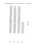 NUCLEIC ACID PROBE-BASED DIAGNOSTIC ASSAYS TARGETING SSRA GENES OF PROKARYOTIC AND EUKARYOTIC ORGANISMS diagram and image