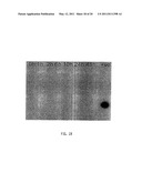 NUCLEIC ACID PROBE-BASED DIAGNOSTIC ASSAYS TARGETING SSRA GENES OF PROKARYOTIC AND EUKARYOTIC ORGANISMS diagram and image